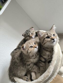 BKH Kitten - Lahr (Schwarzwald)