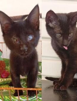 Bruno und Blacky aus dem Tierschutz - Grevenbroich
