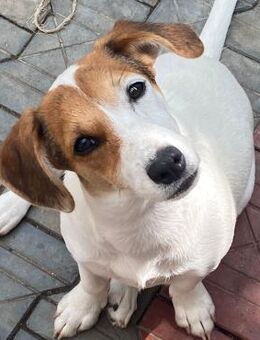 🧡Süßes Welpenmädchen Fine🧡 - Eislingen (Fils)