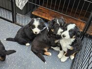 Süsse muntere Australian Shephard mini Welpen - Berlin Marzahn-Hellersdorf