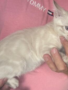Bengal kitten Snow Lynx Kater 13 Wochen Sehr Menschenbezogen Reinrassig - Dortmund
