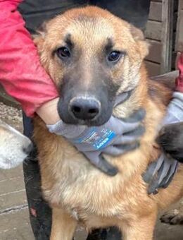 OTHELLO ~ bezaubernder Hundebube - Duisburg