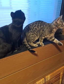 2 EKH 6 Monate alt - Heßheim