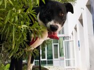 Hund Tyson zu verkaufen - Freising