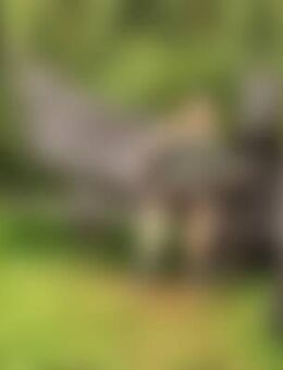 Day*** - Marienmünster