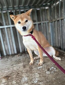 Ribizli PP - Neustadt (Rübenberge)