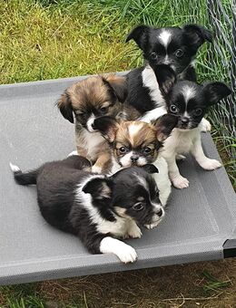 Chihuahua Welpen abgabebereit - Langenfeld (Rheinland)