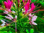 Spinnenblume 50 Samen , Cleome spinosa, Einjährig, Schädlingsresistent ! - Altdorf (Nürnberg)