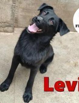 Jungrüde Levin sucht eine Familie - Margetshöchheim