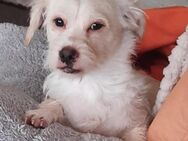 🐾 Balou 10 Monate junger, zarter Misc - Kassel