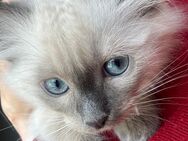 ein ragdollkitten sucht noch ein tolles Zuhause - Schönefeld