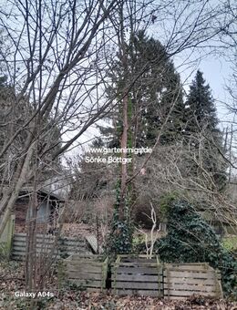 Baumschnitt Ich mache Ihren Garten schön - Hamburg Wandsbek