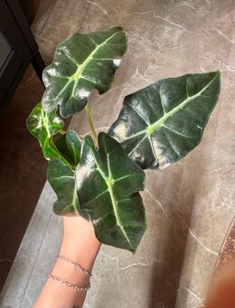 Alocasia Polly 2 Pflanzen im Topf - Buttstädt Zentrum