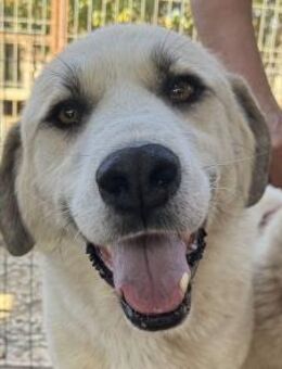 BRADLEY-wunderschöner Rüde, 71 cm - Rösrath