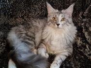 Ein jährige, reinrassige Maine Coon Weibchen mit Stammbaum - Elsdorf (Nordrhein-Westfalen)