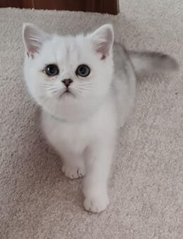 Reinrassige bkh silver shaded point Kätzchen abgabebereit - Grevenbroich