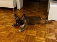 Frenchie Dante wurde ein Scheidungsopfer - Berlin