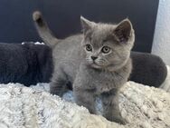 Britisch Kurzhaare Katzen