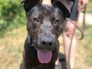 Hundejunge CHOKI - Gefrees