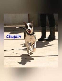 Chaplin ist fröhlich und aktiv 4/24 - Ruppertsecken
