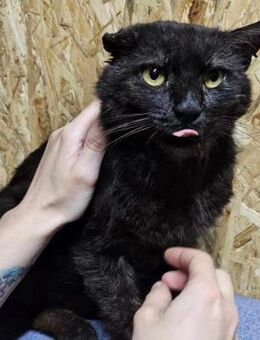 verschmuster Senior Reihnard - Rambin