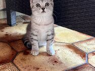 Bkh kitten ab sofort - Oberndorf (Neckar)