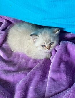 4 BKH Kitten 12 Wochen alt, sie dürfen ausziehen - Oberboihingen