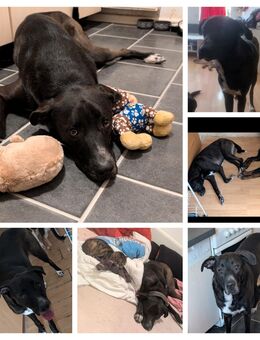Odin sucht dringend - Meißen