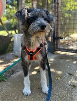junge, aufgeschlossene Fritzi, 1 Jahr - Köln