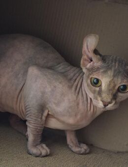 Sphynx Katze Elfe sucht Zuhause - Stuttgart