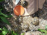 Verkaufe Griechische Landschildkröten (Testudo hermanni boettgeri) NZ 2022 (3 Stück). - Heimsheim