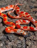 Blood Motley, Blood Pied in 58332