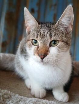 🌟Mutiger Babykater Emil🌟 - Eislingen (Fils)
