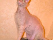 Sphynx Peterbald - Fürstenau