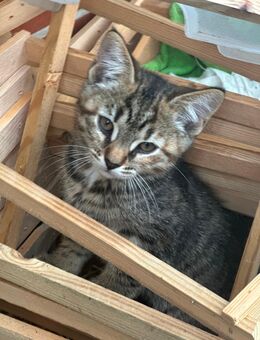Bengal Main coon mix kitten - Wangels