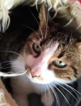 Ruher Mesud sucht DICH! - Walluf