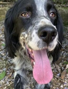 English-Setter-Bub GORDY - Sehnde