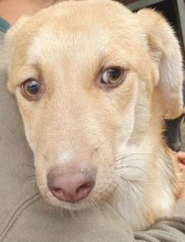 GRETCHEN-zauberhafte Jung-Hündin, 38 cm - Rösrath