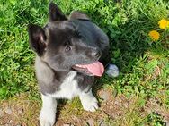 Unsere Welpen suchen ein neues zuhause! Russisch-Europäische Laika Welpen - Waldmohr