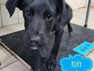 Rory ein zarter Welpe - Mannheim