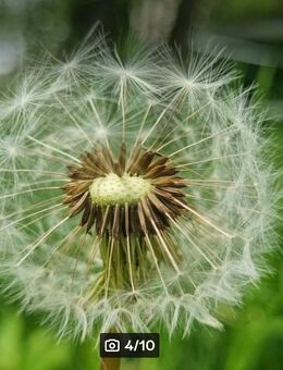 Gemeiner- / Wiesen- Löwenzahn (Taraxacum officinale) - Horgenzell