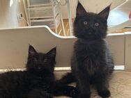 Maine Coon Kitten Black Solid *** 2 Weibchen suchen noch ein zu Hause *** - Velbert