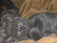 Mischlingskatze kitten - Winsen