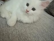 Maine Coon Kitten weiß - Horb (Neckar)