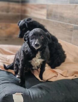 💕Mara💕 sucht ihre Menschen 💕🐾💕 - Freilassing