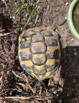 Griechische Landschildkröte NZ aus 2023 - Bad Schwartau