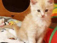 Reinrassige Maine Coon Kater in creme und hellrot - Dassow Zentrum