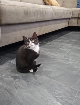 Katze abzugeben - Solingen (Klingenstadt)
