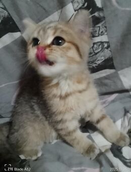 Bhk katze Lang Harr - Moers