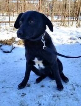 FABIAN - sucht ein Zuhause...... - Kempen